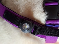 Side View Of Yellow Lab In Purple On The Go Harness With  A FAV Harness Light On Black Handle